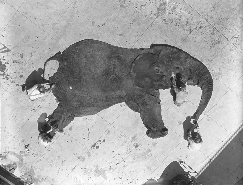 Illustration for article titled Operation Dumbo Drop Gone Terribly Wrong: How to clean a giant elephant skin